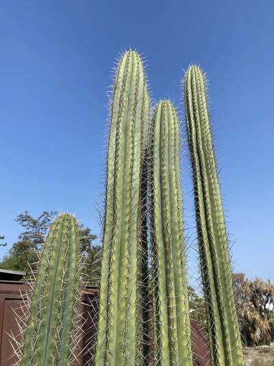 13efa71f788289af.jpg Lindsay - Trichocereus San Pedro cactus clone photo 3