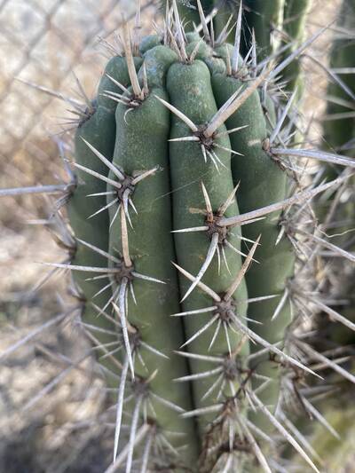 3deda1014683ff7e.jpg Lindsay - Trichocereus San Pedro cactus clone photo 5