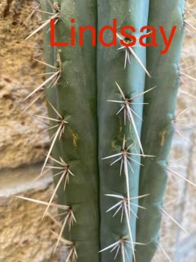 3ffe508166720c61.jpg Lindsay - Trichocereus San Pedro cactus clone photo 6