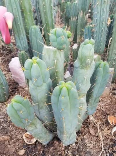 Lotusland - Trichocereus San Pedro cactus clone photo 2