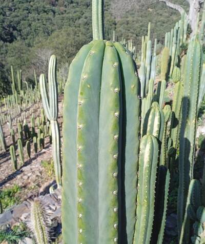 Lupita (MT06) - Trichocereus San Pedro cactus clone photo 1