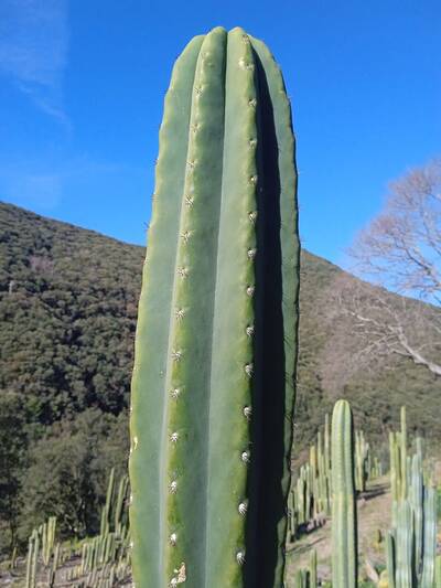 Lupita (MT06) - Trichocereus San Pedro cactus clone photo 2