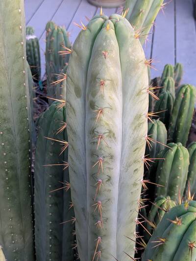 Lotusland Huanucoensis - Trichocereus San Pedro cactus clone photo 1