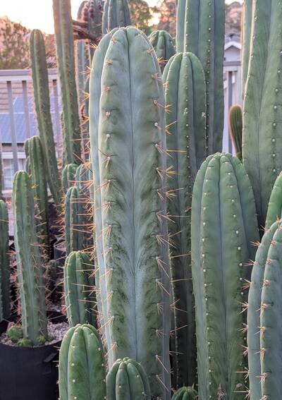 Lotusland Huanucoensis - Trichocereus San Pedro cactus clone photo 2