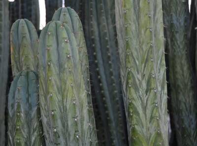 0b16ca7de8d4fb87.jpg Mama Llama - Trichocereus San Pedro cactus clone photo 1
