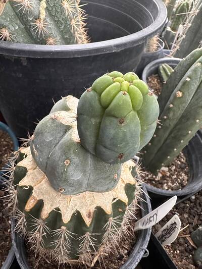 717bb593cd6642be.jpg Marty - Trichocereus San Pedro cactus clone photo 1