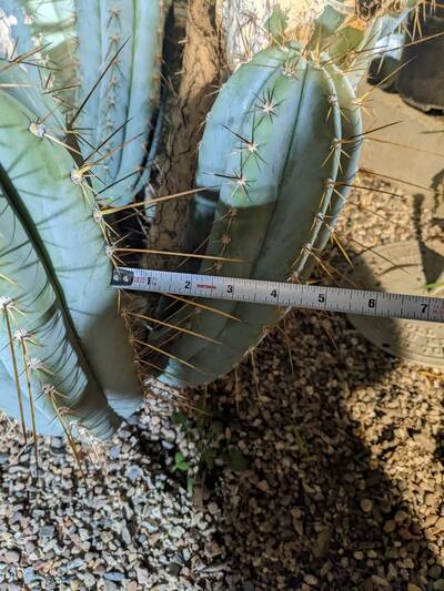 295543fd5b2b12d1.jpg Matucana × macrogonus - Trichocereus San Pedro cactus clone photo 3