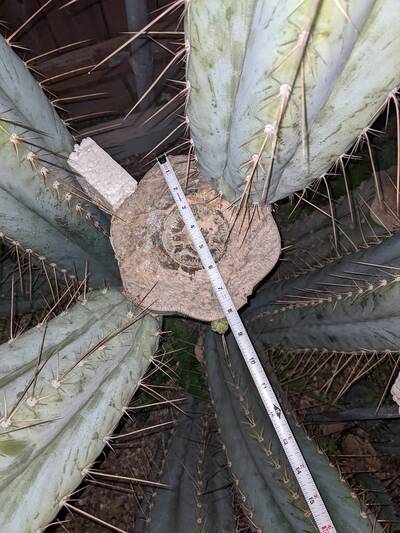 e6d9c50522242c70.jpg Matucana × macrogonus - Trichocereus San Pedro cactus clone photo 5