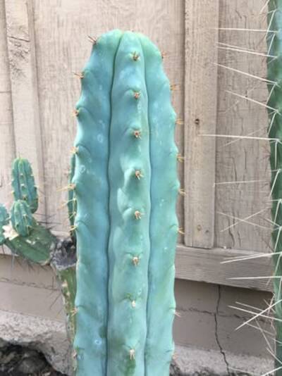 1b13d7c0fac2ec23.jpg Max-01 - Trichocereus San Pedro cactus clone photo 1
