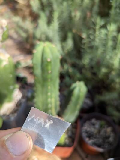 43acb51de5a7694c.jpg Max-01 - Trichocereus San Pedro cactus clone photo 3