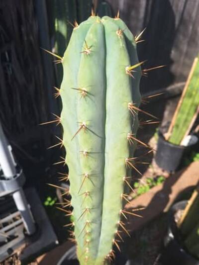 5749259c7d70a17e.jpg Max-01 - Trichocereus San Pedro cactus clone photo 4