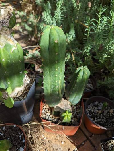 fb2ba7b8a3056982.jpg Max-01 - Trichocereus San Pedro cactus clone photo 5