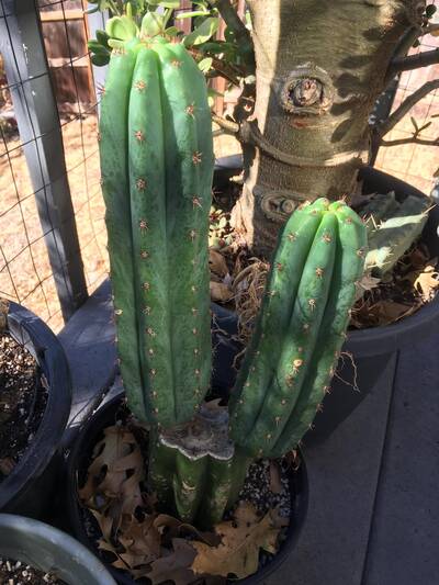 a6024eadbc4e1b6f.jpg MM - Trichocereus San Pedro cactus clone photo 3