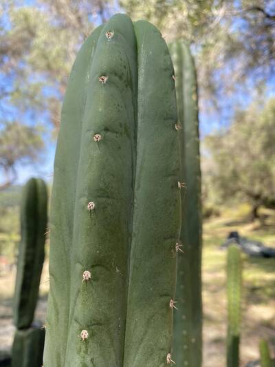 cefda17472346b31.jpg MM - Trichocereus San Pedro cactus clone photo 5