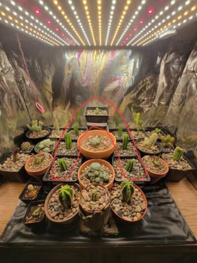 102fd589bed886b3.jpg NZ Pach Dalton - Trichocereus San Pedro cactus clone photo 1