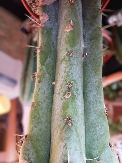 No-Hype - Trichocereus San Pedro cactus clone photo 1