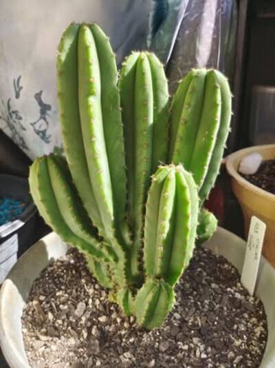 Oscar - Trichocereus San Pedro cactus clone photo 1