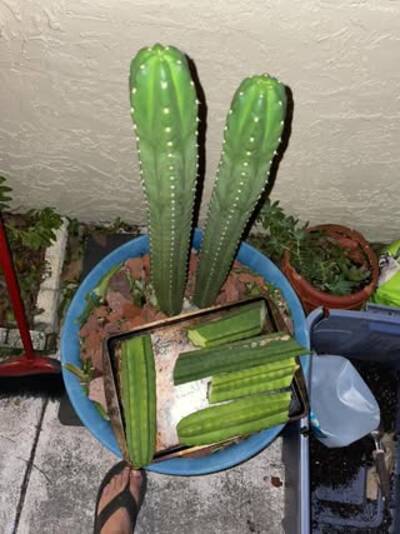 OzJuuls - Trichocereus San Pedro cactus clone photo 1