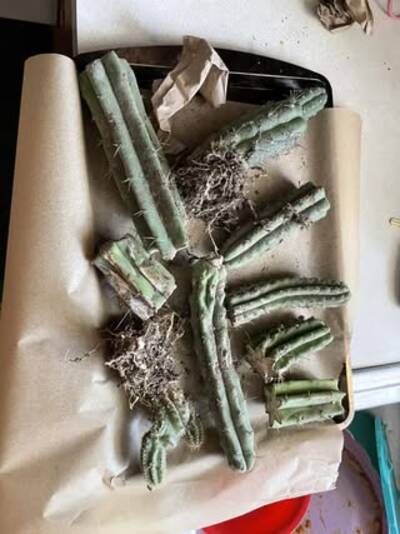 OzJuuls - Trichocereus San Pedro cactus clone photo 2