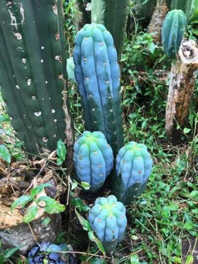 OzJuuls - Trichocereus San Pedro cactus clone photo 3