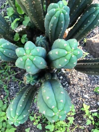 OzJuuls - Trichocereus San Pedro cactus clone photo 5