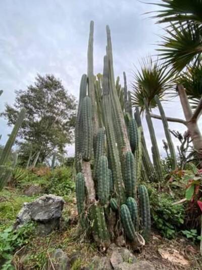 OzJuuls - Trichocereus San Pedro cactus clone photo 4