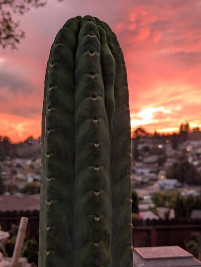 Ogunbodede - Trichocereus San Pedro cactus clone photo 1