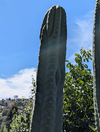 Ogunbodede - Trichocereus San Pedro cactus clone photo 2