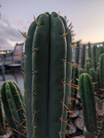 Oceanside02 - Trichocereus San Pedro cactus clone photo 2