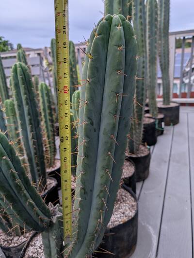 Oceanside02 - Trichocereus San Pedro cactus clone photo 3