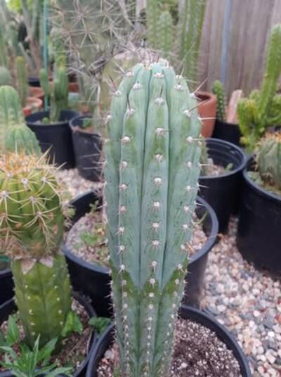 406bc0bac33202a1.jpg pach bk10805.1 - Trichocereus San Pedro cactus clone photo 2
