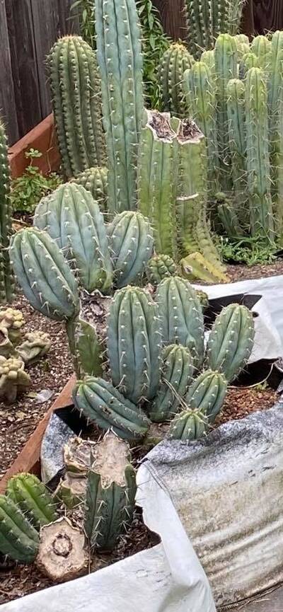 7317e4cd7c99926c.jpg pach bk10805.1 - Trichocereus San Pedro cactus clone photo 4