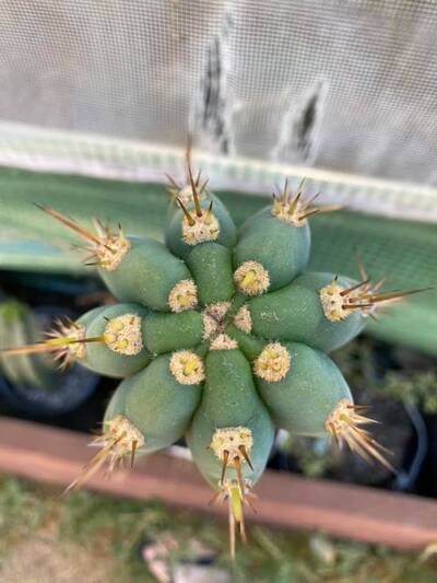 8c1a7e426d277245.jpg pach bk10805.1 - Trichocereus San Pedro cactus clone photo 5