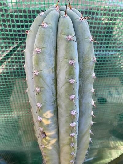 a46860251f07dd80.jpg pach bk10805.1 - Trichocereus San Pedro cactus clone photo 6