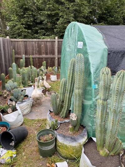 cbf8252b5c942c75.jpg pach bk10805.1 - Trichocereus San Pedro cactus clone photo 7