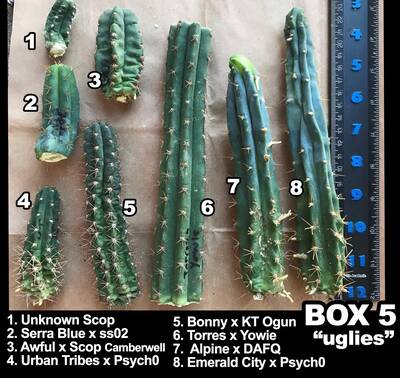 eef4464140a69ffe.jpg Bonny - Trichocereus San Pedro cactus clone photo 2