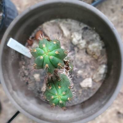 f2fa2ea872613ec6.jpg Bonny - Trichocereus San Pedro cactus clone photo 3