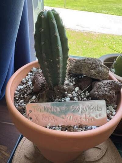 7eecc4577bc1e62f.jpg Peru Martin - Trichocereus San Pedro cactus clone photo 1