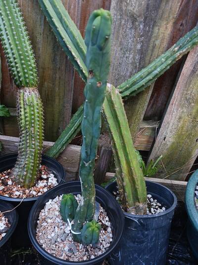 RS0005 - Trichocereus San Pedro cactus clone photo 1