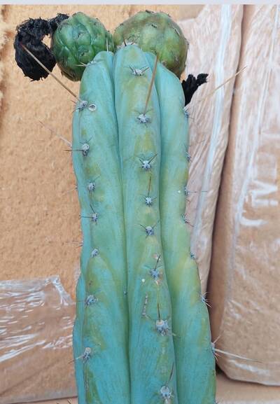 0ddf66727778c1aa.jpg Rick yo - Trichocereus San Pedro cactus clone photo 1