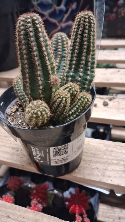 Ruby Starlight - Trichocereus San Pedro cactus clone photo 1