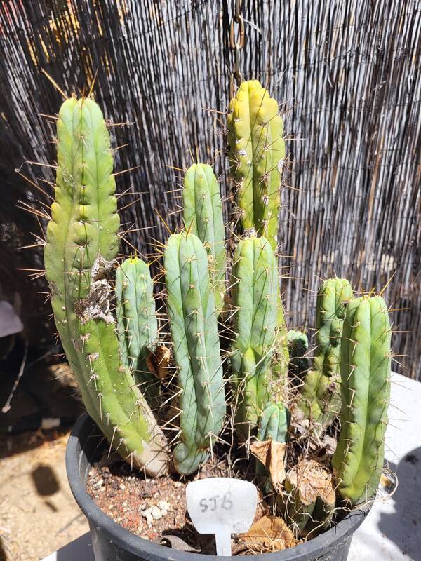 San Juan Bautista (SJB) bridgesii - Trichocereus San Pedro cactus clone photo 1