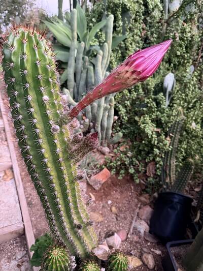 {{:clones:s:img_7918.jpeg?400|