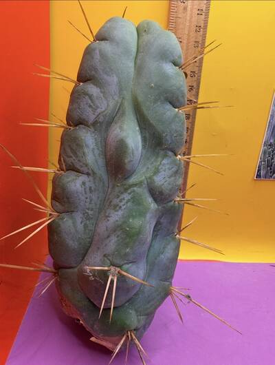 SSAWSS - Trichocereus San Pedro cactus clone photo 2