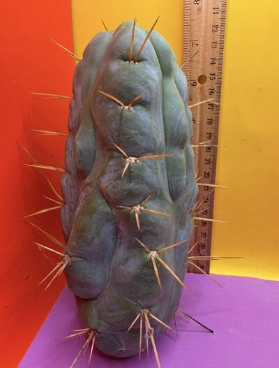 SSAWSS - Trichocereus San Pedro cactus clone photo 1