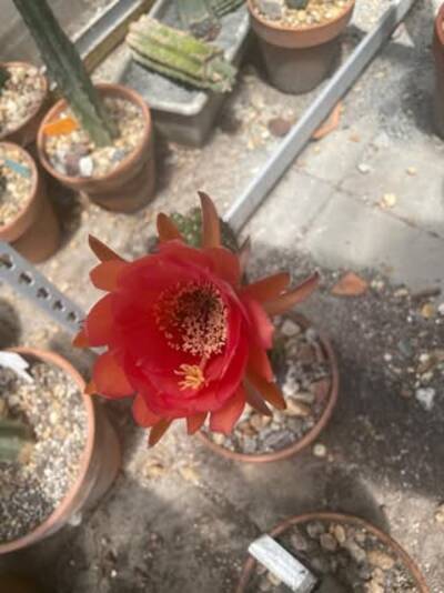 490d7e94686a0287.jpg Scop x VRG - Trichocereus San Pedro cactus clone photo 1