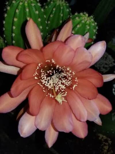 5abdda6e80095386.jpg Scop x VRG - Trichocereus San Pedro cactus clone photo 2