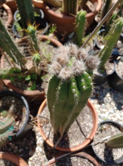 5fc243bcc64841f6.jpg Scop x VRG - Trichocereus San Pedro cactus clone photo 3