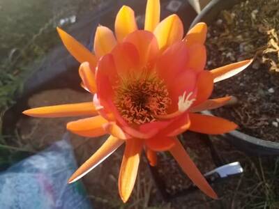 7b3710e23a575a03.jpg Scop x VRG - Trichocereus San Pedro cactus clone photo 4