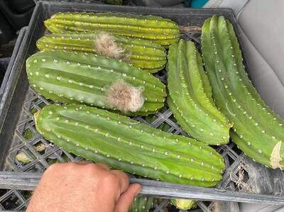 e92dbadf7c721eb2.jpg Sherman - Trichocereus San Pedro cactus clone photo 2